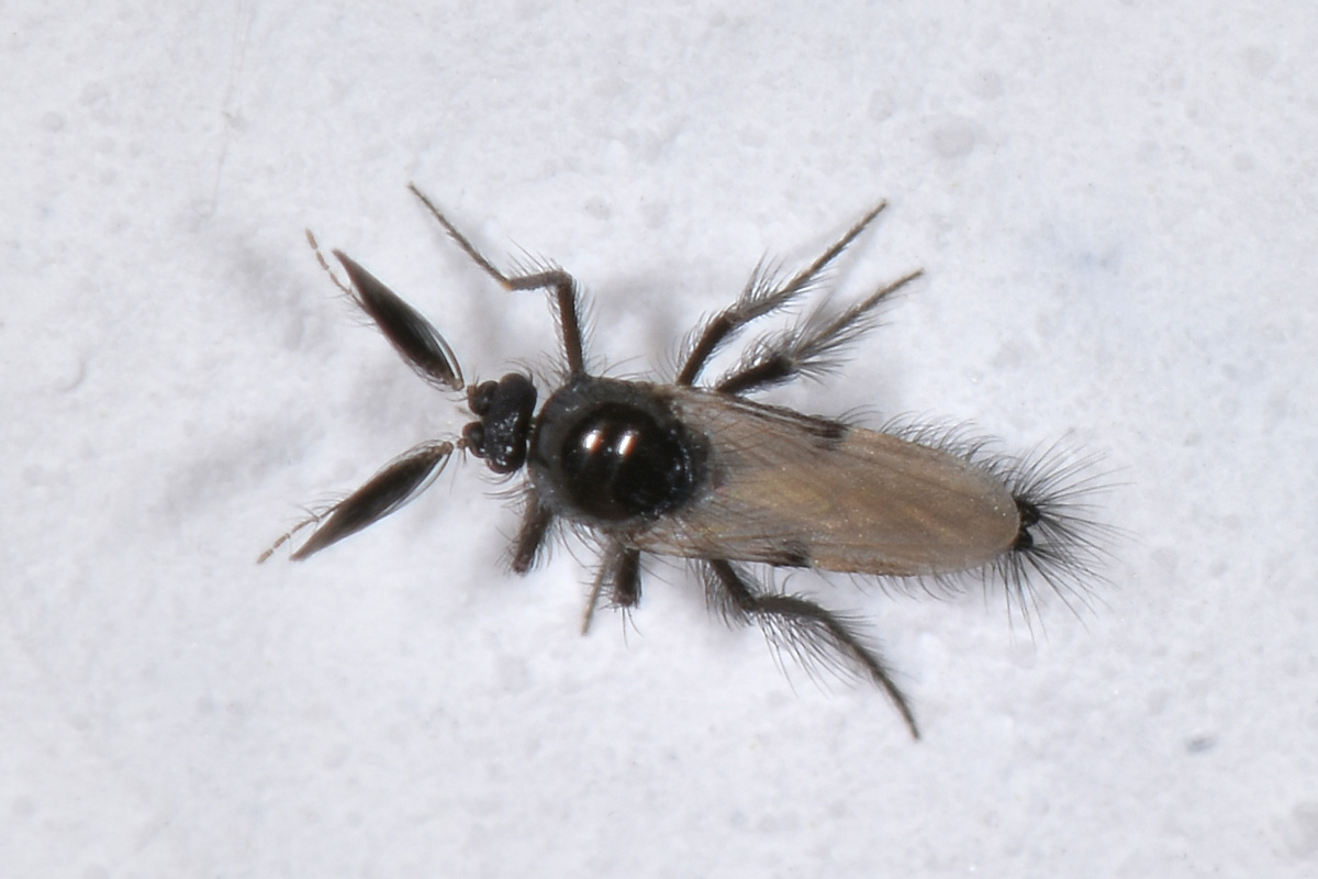 Dittero in casa:  fam.  Ceratopogonidae